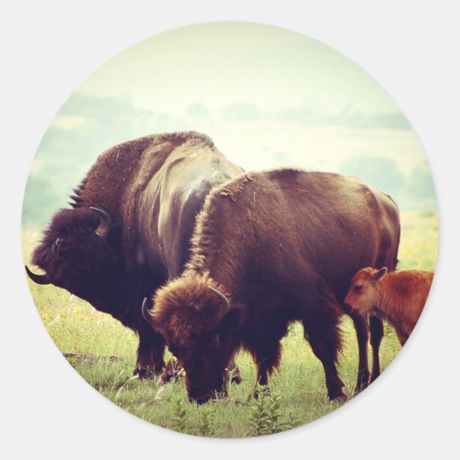 Sticker Rond Famille de Buffalo Américain (Bison) (Devant)