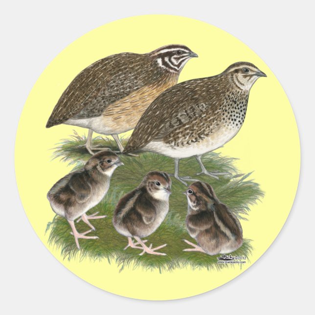 Sticker Rond Famille de Cailles Coturnix (Devant)