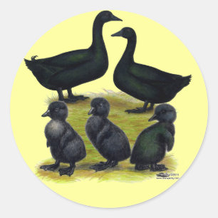 Sticker Rond Famille de canards Cayuga