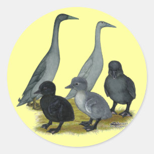 Sticker Rond Famille de canards coureurs bleus