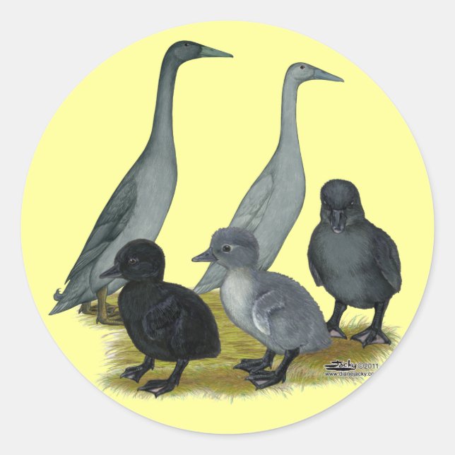 Sticker Rond Famille de canards coureurs bleus (Devant)