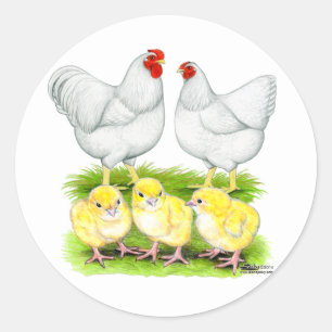 Sticker Rond Famille de poules blanches Wyandotte