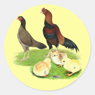 Sticker Rond Famille de poulets Aseel Wheaten