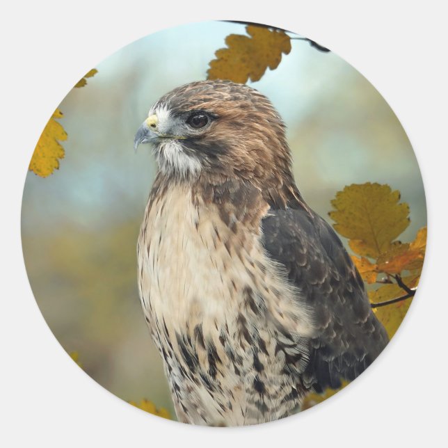 Sticker Rond Faune Red Tail Hawk Automne Photo (Devant)