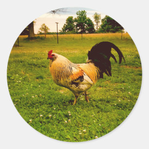 Sticker Rond Ferme de coq colorée Photo de la vie
