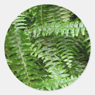 Sticker Rond Fermer Fronds I Green Nature