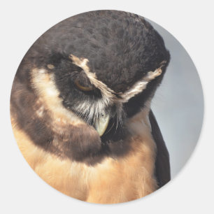 Sticker Rond Fermer la Chouette Spectaculaire en regardant le p