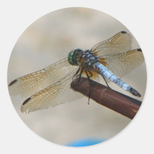 Sticker Rond Fermer la libellule