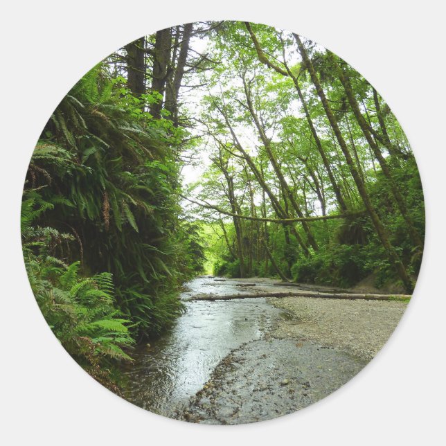 Sticker Rond Fern Canyon II au parc national Redwood (Devant)