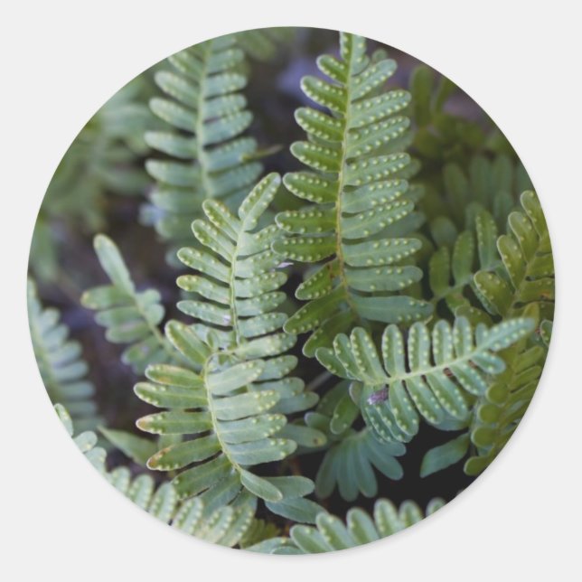 Sticker Rond Ferne de résurrection - Polypodium polypodioides (Devant)