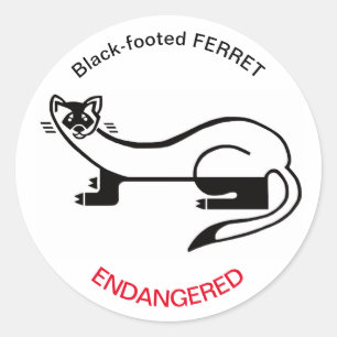 Sticker Rond FERRET à pieds noirs - Animal en voie de dispariti