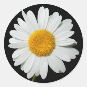 Sticker Rond Fête de mariage noir floral blanc de marguerite