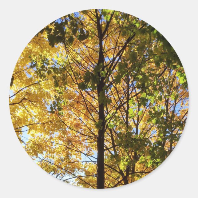 Sticker Rond Feuillage de automne jaune et vert (Devant)