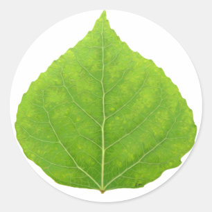 Sticker Rond Feuille d'Aspen vert #11