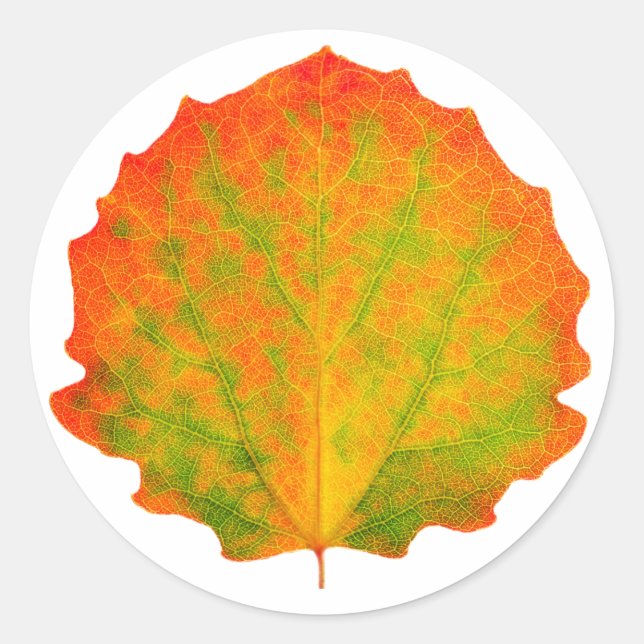 Sticker Rond Feuille d'automne de Aspen (Devant)