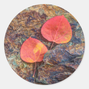 Sticker Rond Feuille d'automne sur rocher, Californie