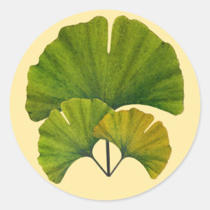 Sticker Rond Feuille de Ginkgo