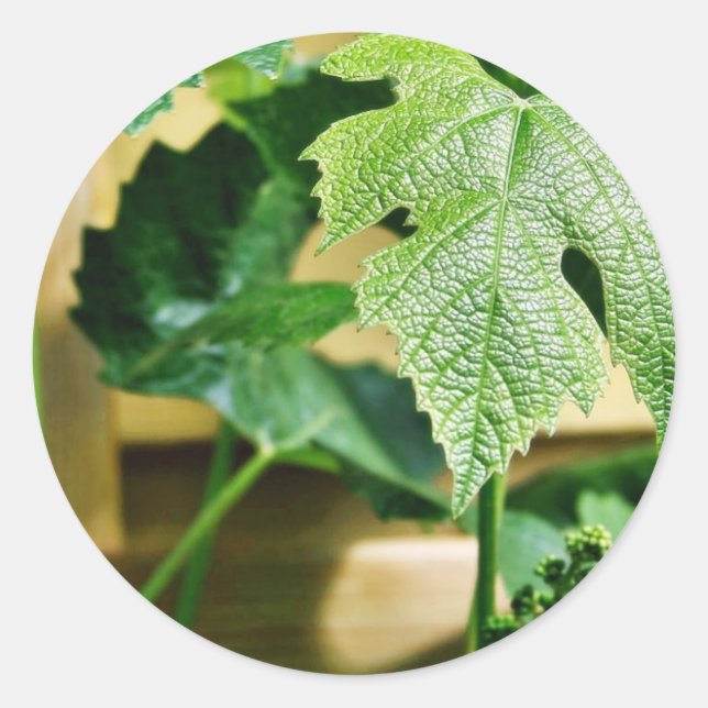 Sticker Rond Feuille de raisin vert (Devant)