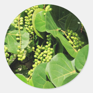 Sticker Rond Feuille et baies de raisin de mer