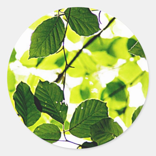 Sticker Rond feuille verte naturelle feuilles Arbres Terre Bell (Devant)