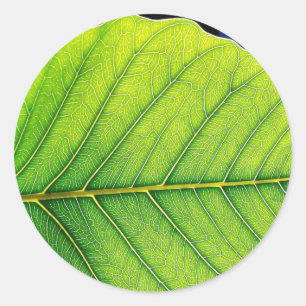 Sticker Rond Feuilles à feuilles vertes