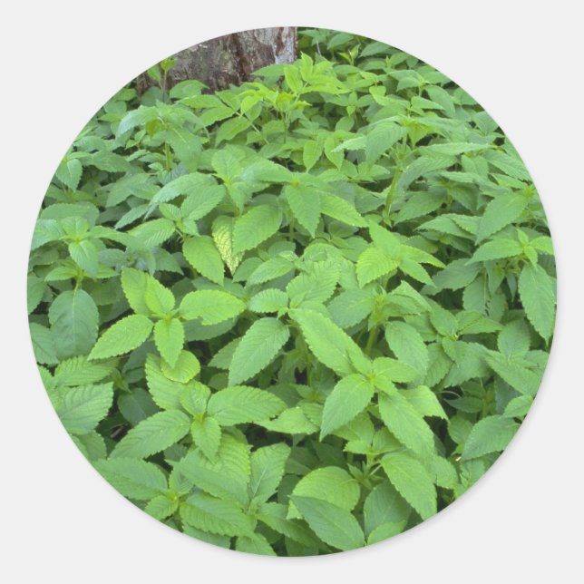 Sticker Rond feuilles Abstraits de menthe sauvage (Devant)