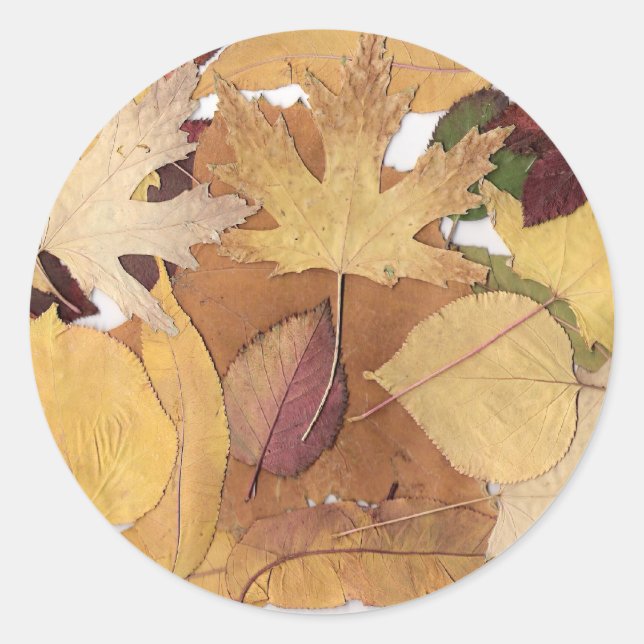 Sticker Rond Feuilles d'automne (Devant)