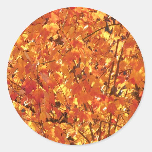 Sticker Rond Feuilles d'automne sur arbre - photo. (Devant)