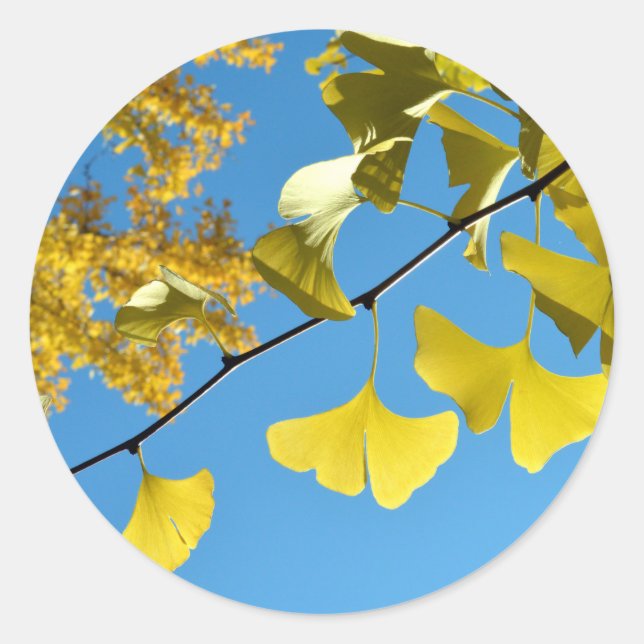 Sticker Rond Feuilles de Ginkgo en Automne (Devant)