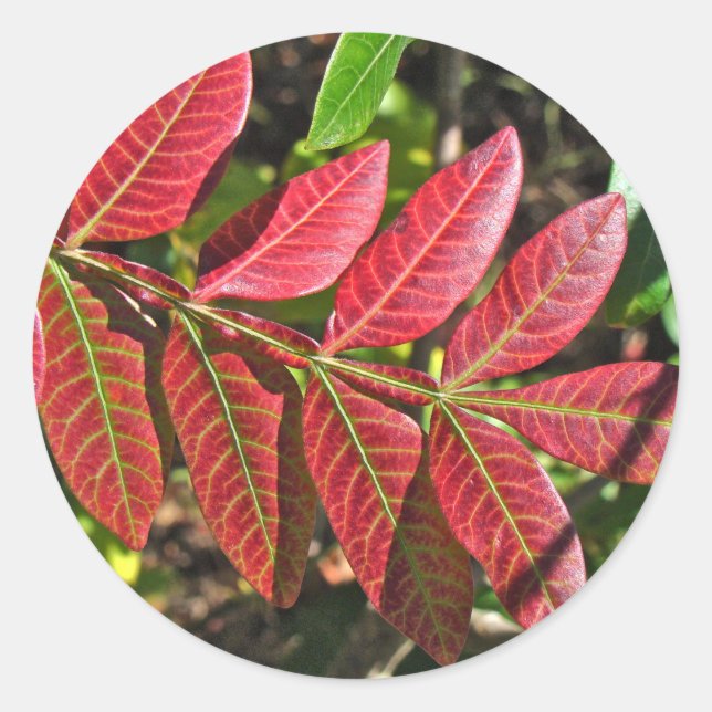 Sticker Rond Feuilles De Sumac À L'Automne (Devant)