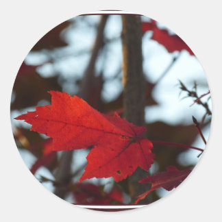 Sticker Rond Feuilles de vacances
