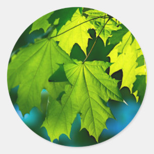 Sticker Rond Feuilles d'érable vert frais