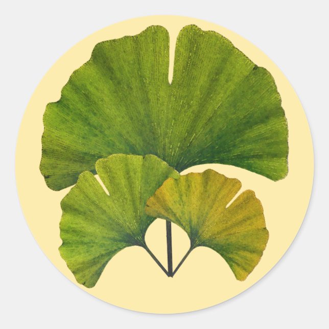 Sticker Rond Feuilles Ginkgo (Devant)