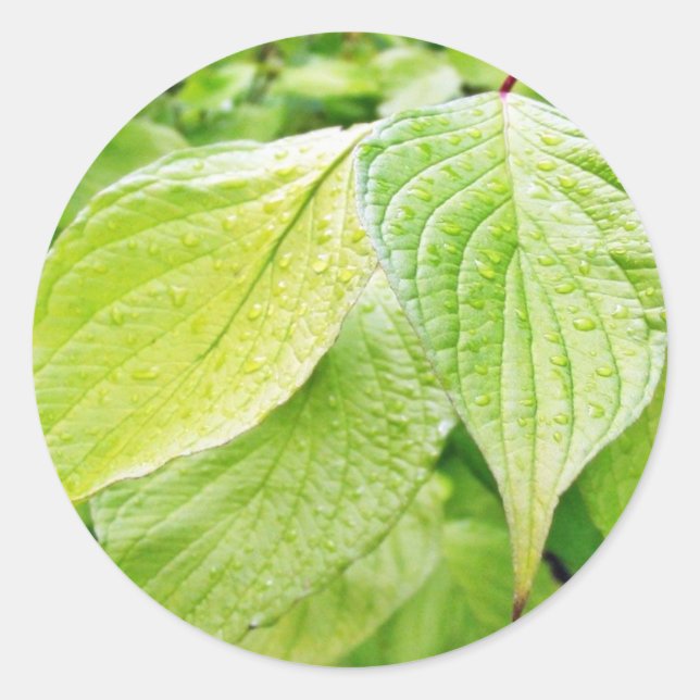 Sticker Rond Feuilles verts dans l'arbre (Devant)