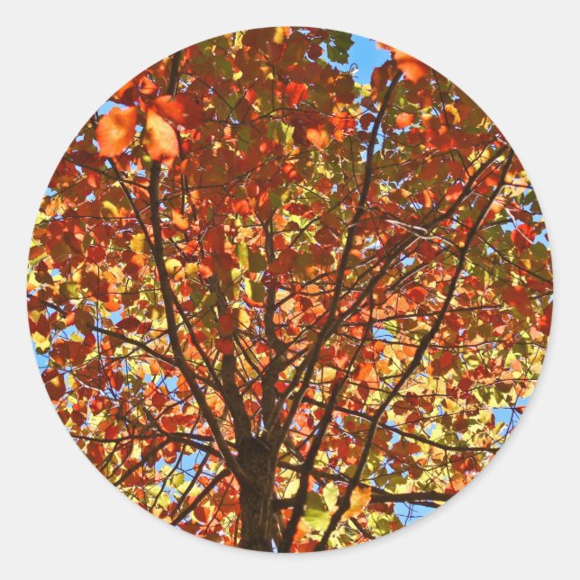 Sticker Rond Feux d'artifice de feuilles d'automne (Devant)