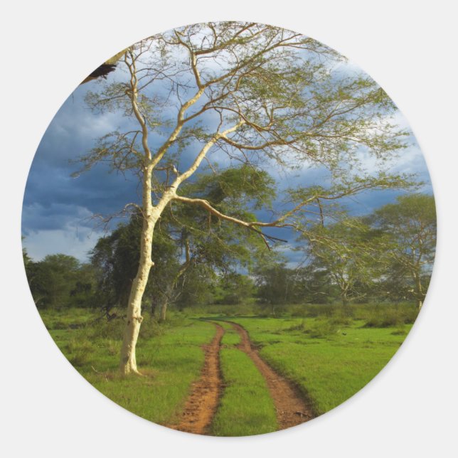 Sticker Rond Fever Tree (Acacia Xanthophloea) sur Dirt Track (Devant)