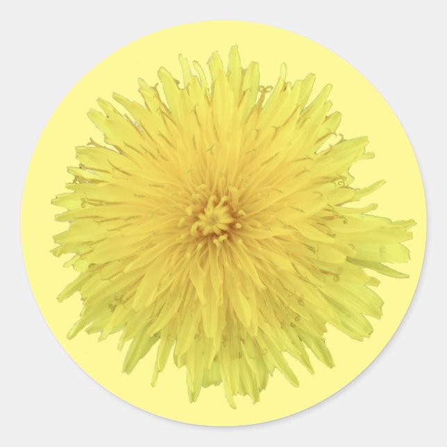 Sticker Rond Fière Dandelion Flower - transparent. (Devant)