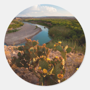 Sticker Rond Figue de Barbarie (Opuntia Sp.)
