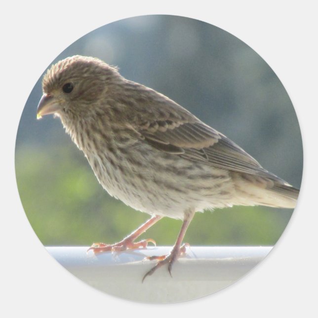 Sticker Rond Finch dans le soleil du matin. (Devant)