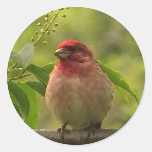 Sticker Rond Finch pourpre (Devant)