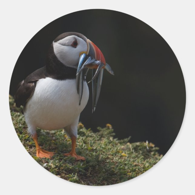 Sticker Rond Fisher Puffin (Devant)