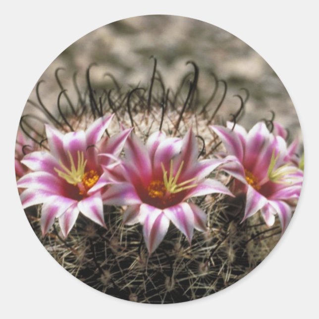 Sticker Rond Fishhook Cactus (Devant)
