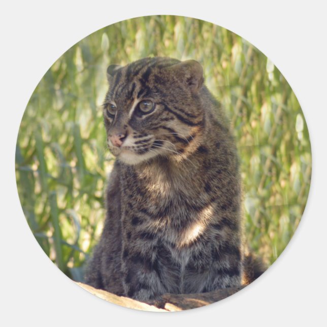 Sticker Rond FishingCat007 (Devant)