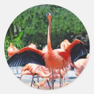 Sticker rond Flamant rose