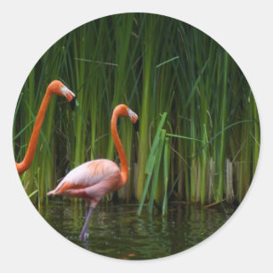 STICKER ROND FLAMANT ROSE ROSE