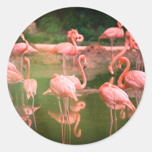 Sticker Rond Flamant rose rose