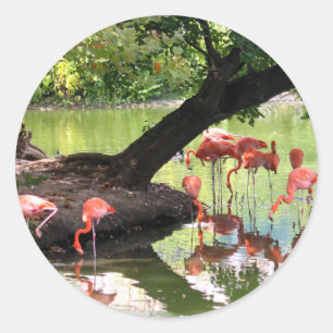 Sticker Rond Flamant rose rose - photo de la faune