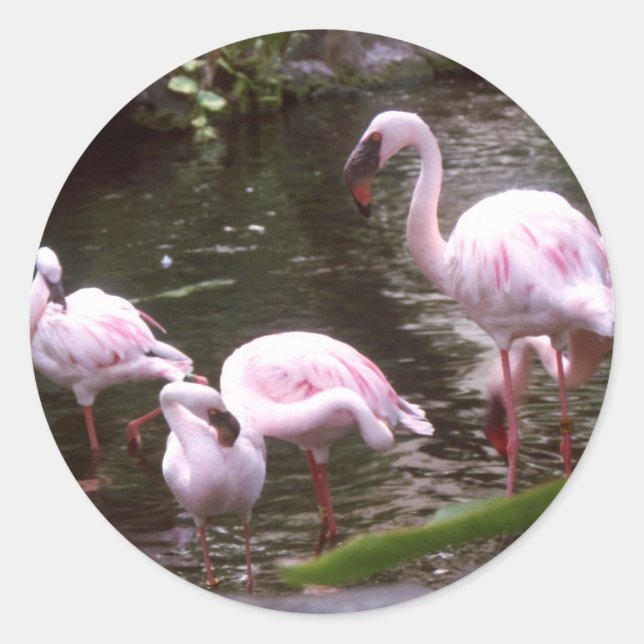 Sticker Rond flamants 1 (Devant)
