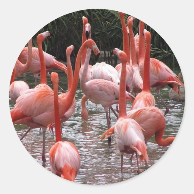 Sticker Rond Flamants roses de Floride (Devant)