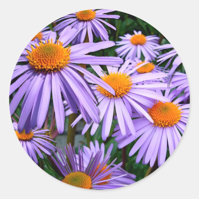 Sticker Rond Fleur Aster-Tongolensis (Devant)